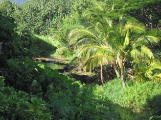 Jungle Cottage rental in Kauai Hawaii